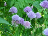 Allium schoenoprasum Bieslook bestellen